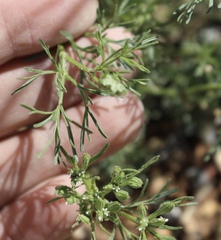 Ammoselinum popei