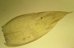 Plagiothecium curvifolium