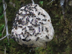 Image of Polybia plebeja