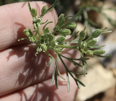 Ammoselinum popei