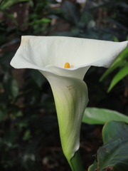 Zantedeschia aethiopica image