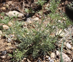 Ammoselinum popei