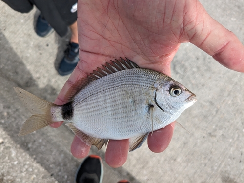 Spottail seabream (Diplodus holbrookii) — Sparidae — 3