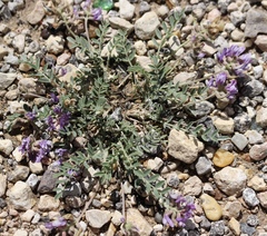 Astragalus lotiflorus