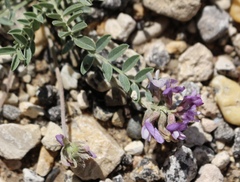 Astragalus lotiflorus