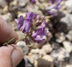 Astragalus lotiflorus