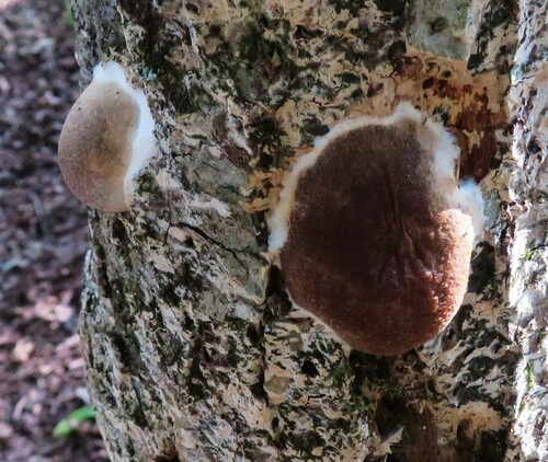 Reticularia lycoperdon