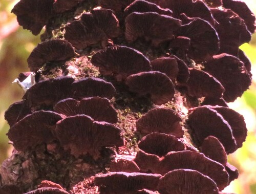 Daedaleopsis tricolor