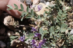Astragalus lotiflorus