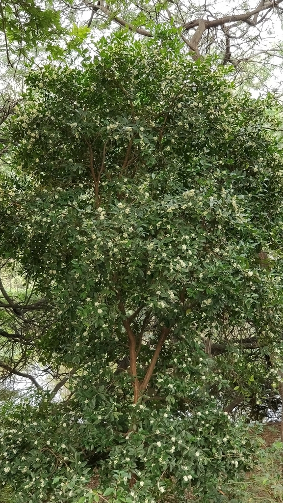Atalantia monophylla (Atalantia monophylla)