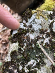 Orthotrichum strangulatum