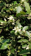 Atalantia monophylla