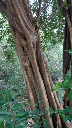 Image of Atalantia monophylla by (c) Suhel Quader, some rights reserved (CC BY)