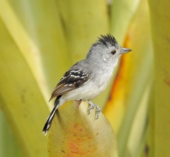 Planalto Slaty-Antshrike photo 4