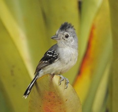 Planalto Slaty-Antshrike photo 1