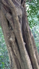 Atalantia monophylla