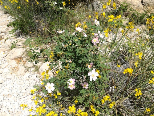 Svrbiguza (Rosa canina)