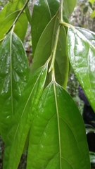 Cryptocarya