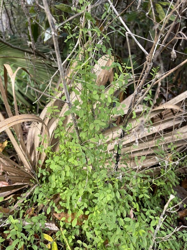 Image of Vicia floridana by (c) Brandon Corder, some rights reserved (CC BY)