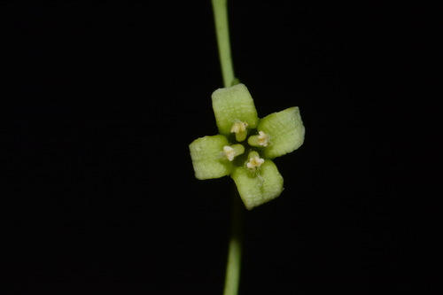 Image of Nestronia umbellula by (c) Brian Finzel, some rights reserved (CC BY-SA)