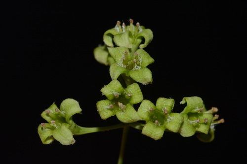 Image of Nestronia umbellula by (c) Brian Finzel, some rights reserved (CC BY-SA)