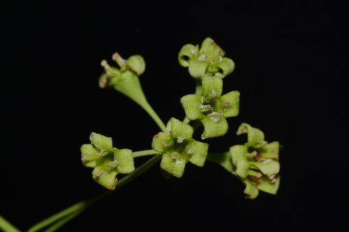 Image of Nestronia umbellula by (c) Brian Finzel, some rights reserved (CC BY-SA)