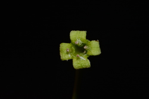 Image of Nestronia umbellula by (c) Brian Finzel, some rights reserved (CC BY-SA)