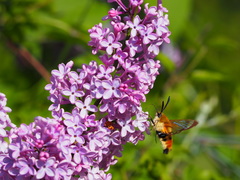 Hemaris tityus