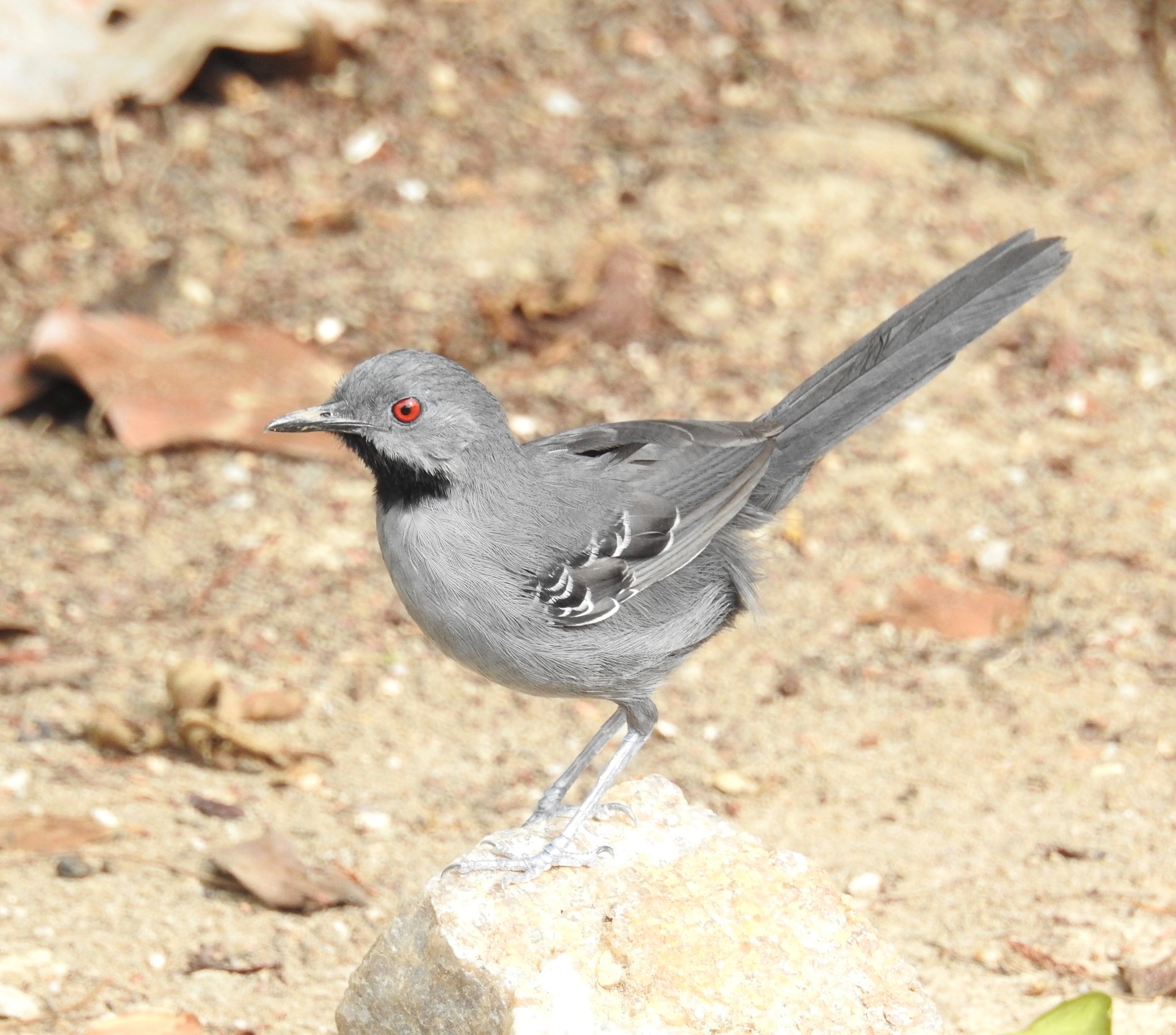 Slender Antbird illustration