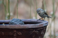 Phylloscopus griseolus