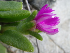 Delosperma sutherlandii