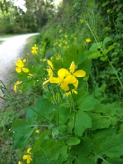 Chelidonium majus