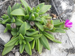 Delosperma sutherlandii