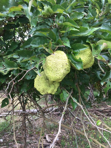 iNaturalist observation 2018-10-06