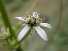 Alepidea cordifolia