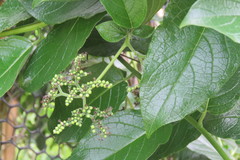 Heliotropium sarmentosum