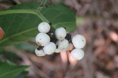 Heliotropium sarmentosum