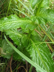 Alepidea cordifolia
