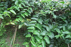 Heliotropium sarmentosum