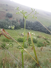 Alepidea cordifolia
