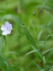 Linum pratense