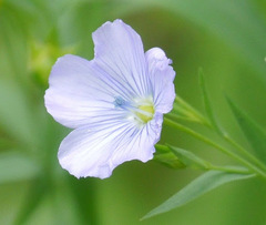 Linum pratense