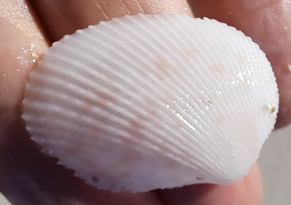Spiny Papercockle
