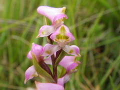 Disperis tysonii