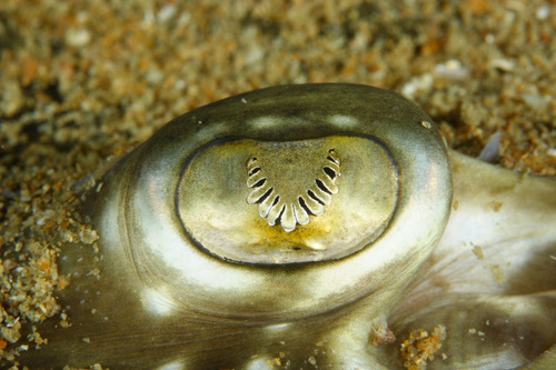 Undulate ray (Raja undulata) — Rajidae — 4