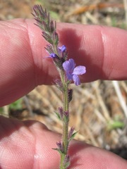 Verbena plicata
