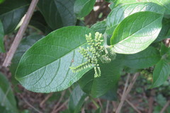 Heliotropium sarmentosum