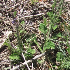 Verbena plicata