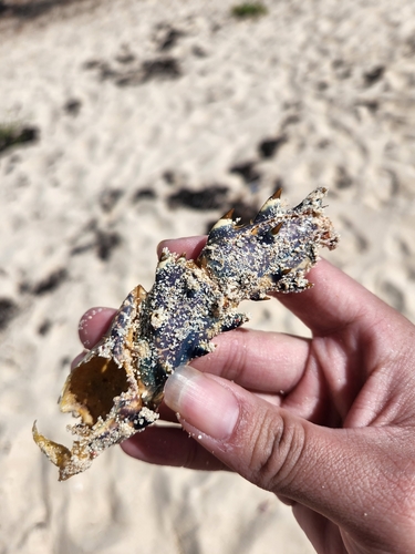 Spiny Lobster