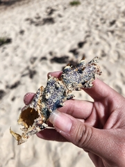 Spiny Lobster